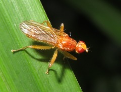 Norellisoma spinimanum