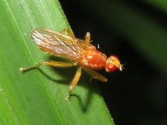 Norellisoma spinimanum