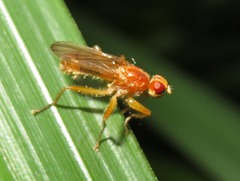 Norellisoma spinimanum