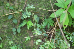 Scutellaria playfairii