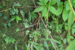 Scutellaria playfairii