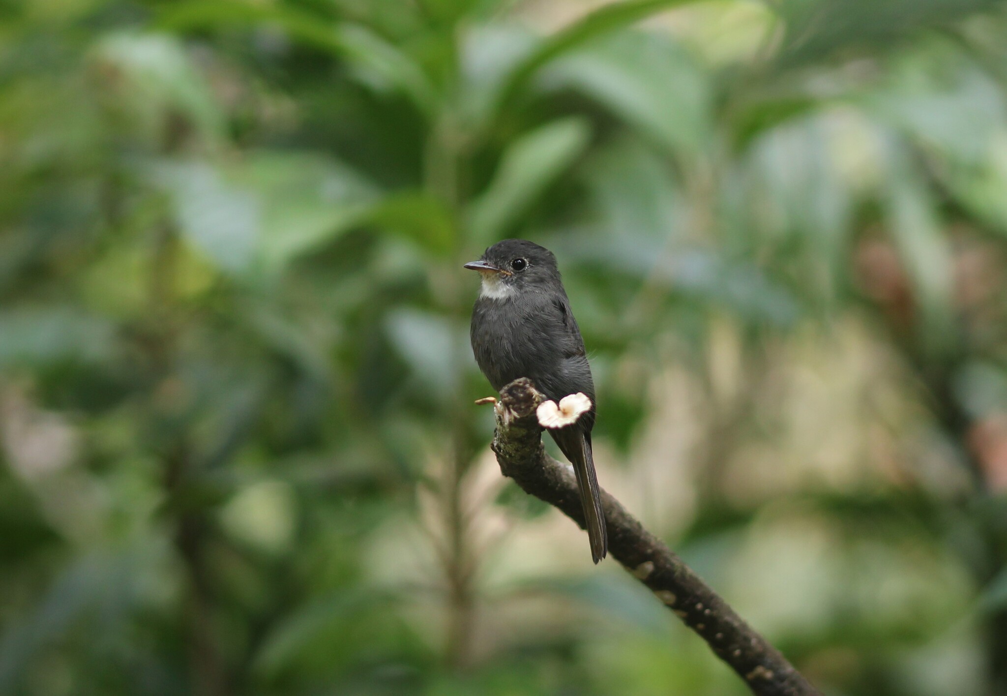 White-throated Pewee illustration