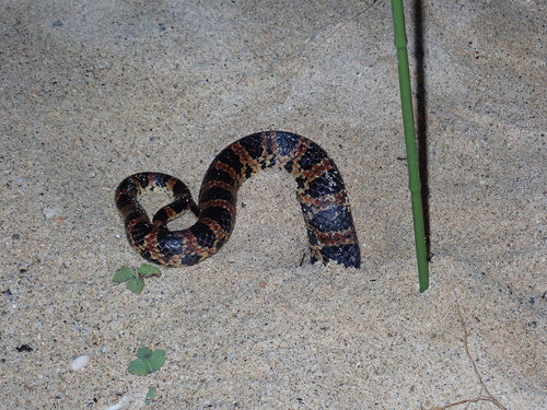Loo-Choo Big-Tooth Snake