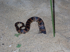 Loo-Choo Big-Tooth Snake