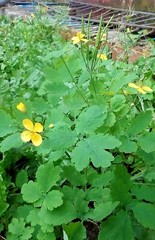 Chelidonium majus