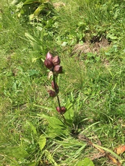 Gentiana purpurea