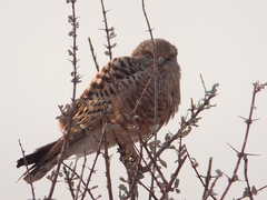 Falco rupicoloides