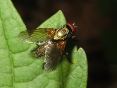 Hydrophoria lancifer