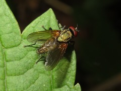 Hydrophoria lancifer