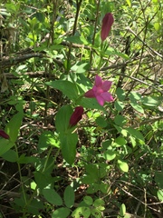 Spigelia scabrella