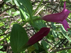 Spigelia scabrella