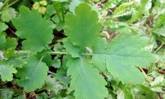 Chelidonium majus