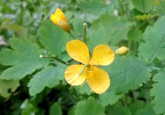 Chelidonium majus