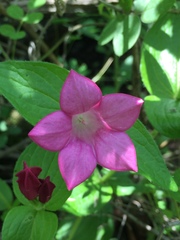 Spigelia scabrella