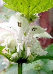 Lamium album
