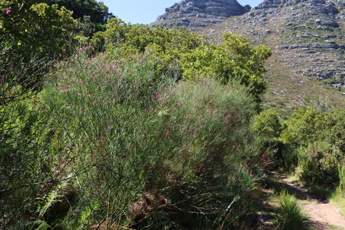 Image of Indigofera filifolia by (c) Tony Rebelo, some rights reserved (CC BY-SA)