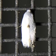 Pseudopostega quadristrigella