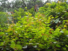 Actinidia setosa
