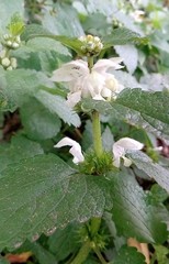 Lamium album
