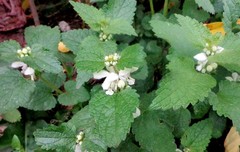 Lamium album