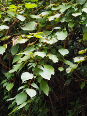 Actinidia setosa