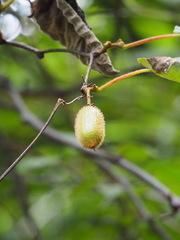 Actinidia setosa
