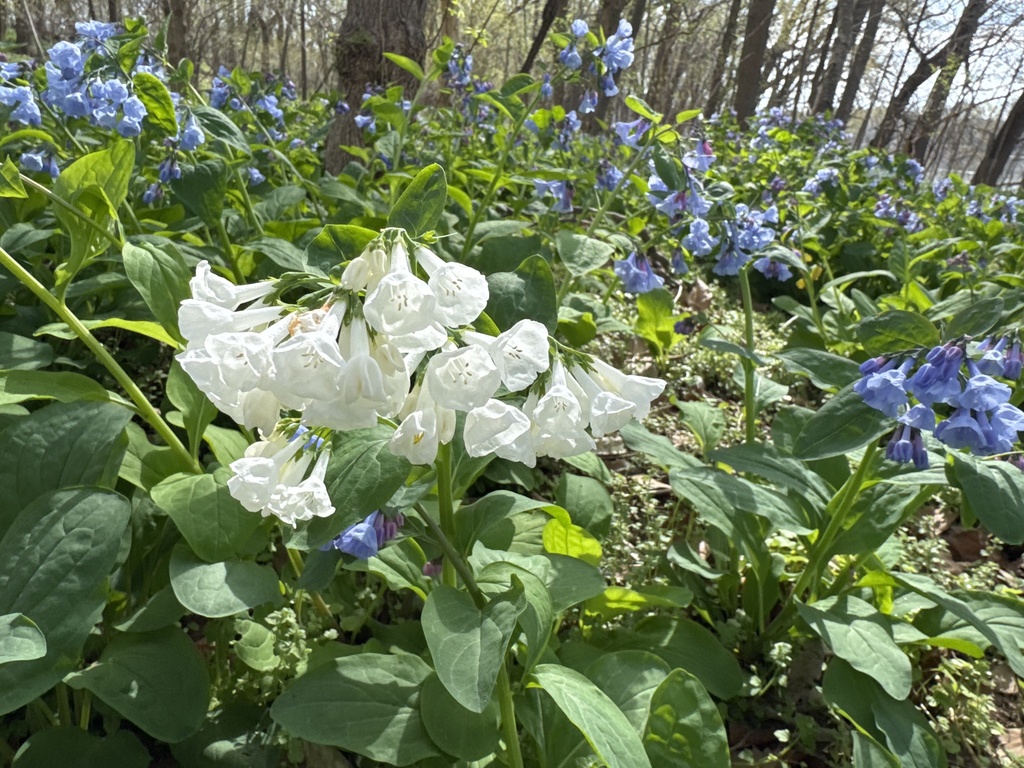 Mertensia virginica, Chesapeake and Ohio Canal Trail, Tuscarora, MD, US