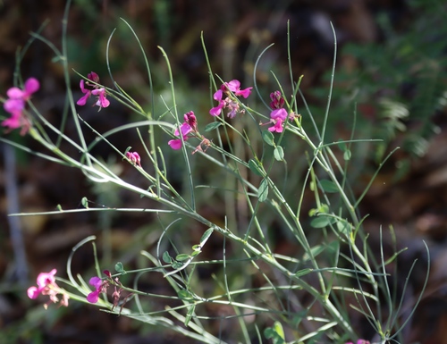 Image of Indigofera filifolia by (c) Tony Rebelo, some rights reserved (CC BY-SA)