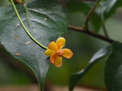Schisandra arisanensis