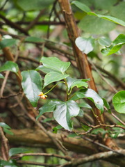 Schisandra arisanensis