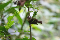 Basileuterus melanotis