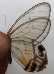 Haetera piera
