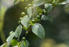 Ziziphus oenopolia