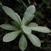 Pseudognaphalium adnatum - Photo (c) 葉子,  זכויות יוצרים חלקיות (CC BY-NC), הועלה על ידי 葉子