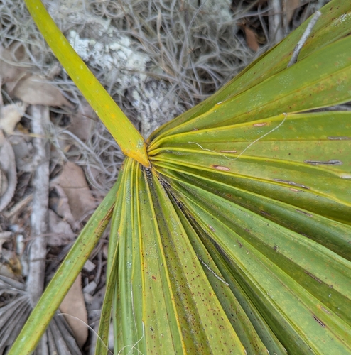 Image of Sabal etonia by no rights reserved