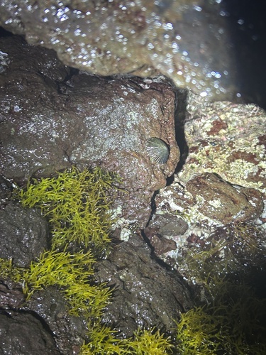 Cellana exarata observed 2025-03-30