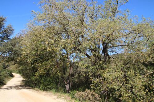 Image of Quercus canariensis by (c) Olivier Argagnon, some rights reserved (CC BY)