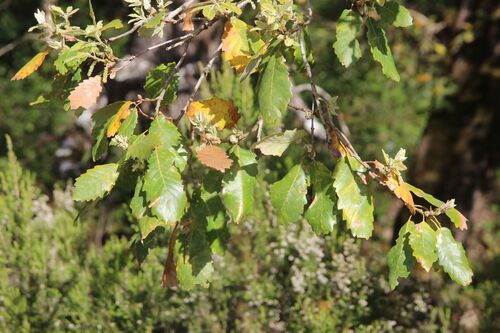 Image of Quercus canariensis by (c) Olivier Argagnon, some rights reserved (CC BY)
