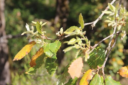 Image of Quercus canariensis by (c) Olivier Argagnon, some rights reserved (CC BY)