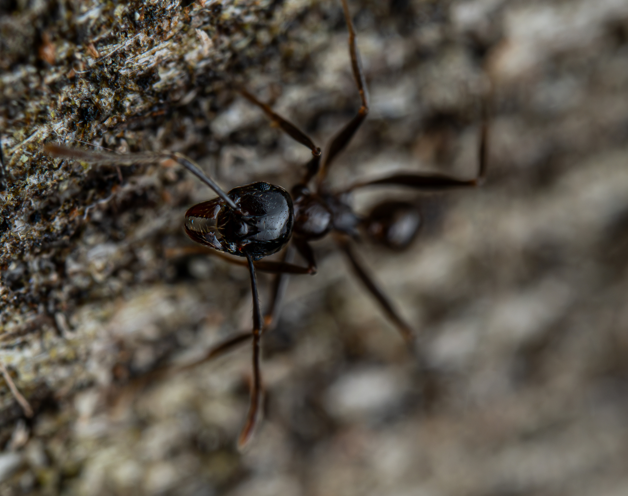 Pheidole huberi