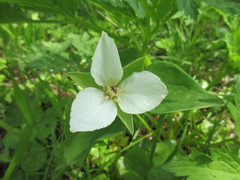 Trillium camschatcense