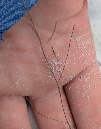 Image of Polygonella basiramia by no rights reserved