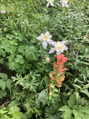 Aquilegia coerulea
