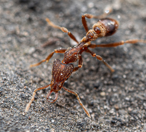 Strumigenys confusatrixStrumigenys confusatrix