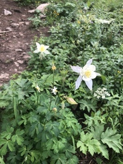 Aquilegia coerulea