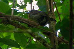 Semnornis frantzii