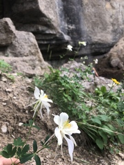 Aquilegia coerulea