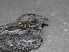 Caprimulgus ruficollis