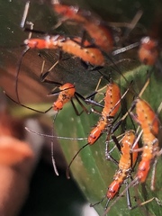 Heteroptera