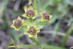 Bupleurum triradiatum